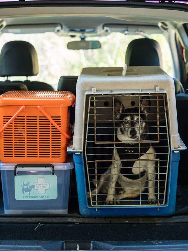 Dog in transport carrier in a vehicle
