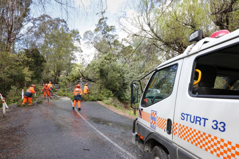 South Australian SES crew manage a fallen tree during floods in Adelaide. Image: South Australia SES